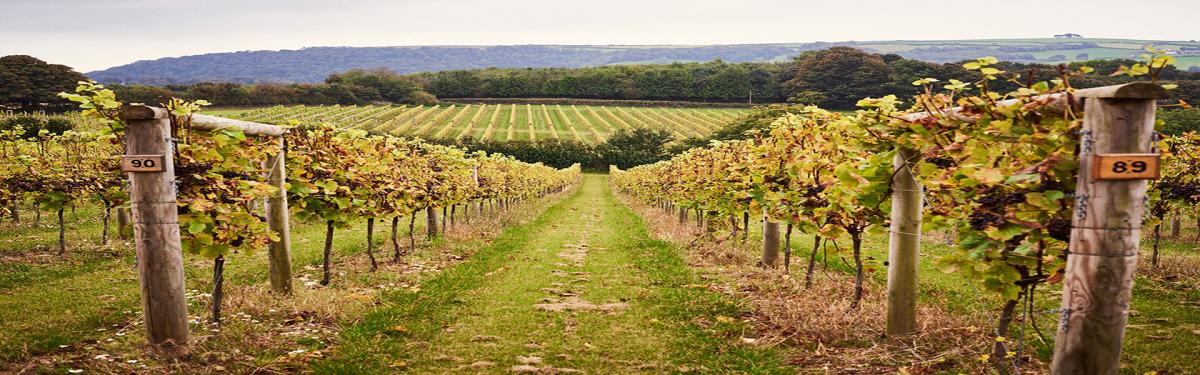 South-East England Vineyards Tour: Fine Wines & Idyllic Vines