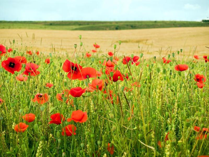 World War 1 Group Tour - England, France & Belgium