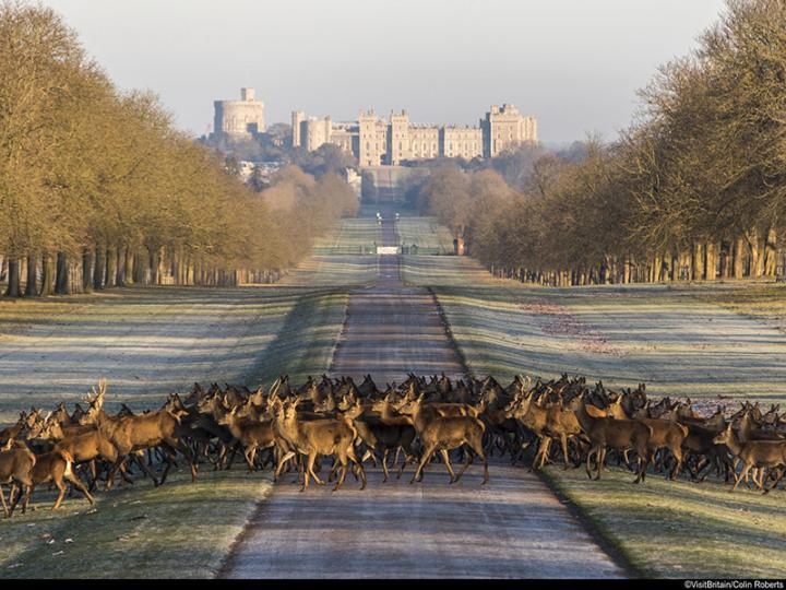 Deer in Windsor Great Park © Visit Britain/Colin Roberts