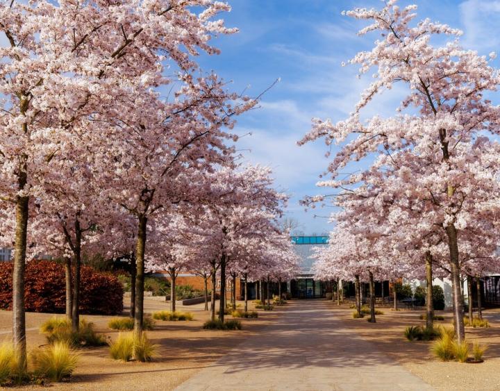 Cherry blossom at RHS Wisley