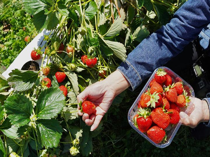 Strawberry picking at a Pick Your Own farm