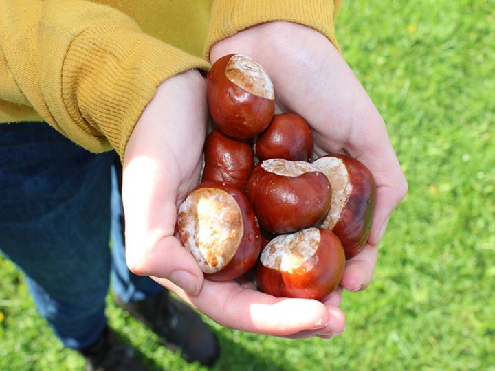 Conkers