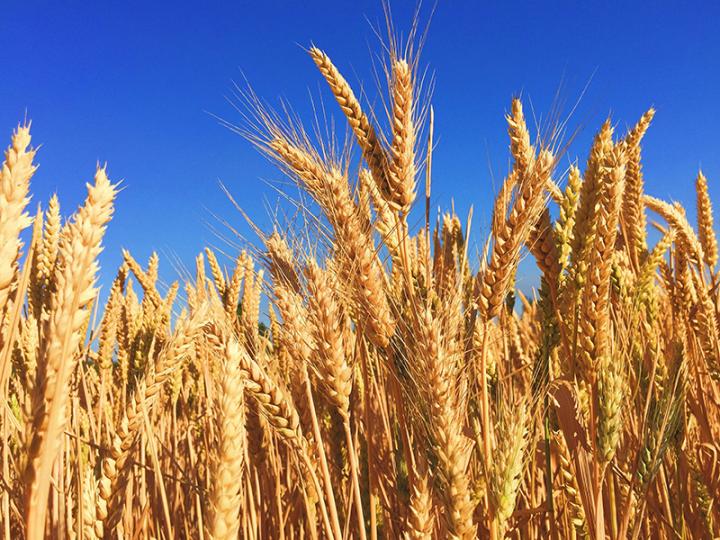 Wheat field