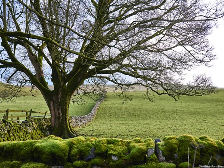 Grassington